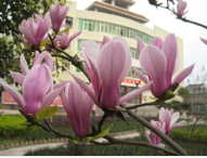 重慶郊縣忠縣石寶中學(xué)校