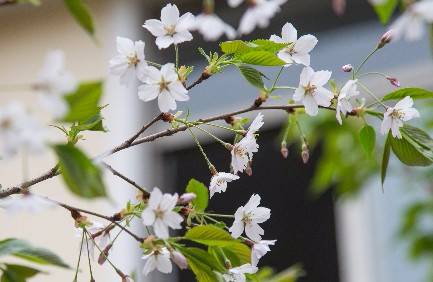 上海奉賢區(qū)明德外國語小學(xué)