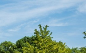 深圳上星學(xué)校